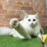 ノルウェージャンフォレストキャット【愛知県・男の子・2025年3月9日・ホワイトソリッド(グリーンアイ) 】の写真6