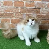 ノルウェージャンフォレストキャット【愛知県・男の子・2025年5月18日・レッドタビー&ホワイト】の写真6