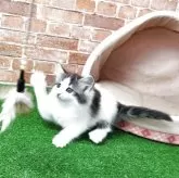 ノルウェージャンフォレストキャット【愛知県・女の子・2025年3月9日・ブルータビー&ホワイト 】の写真7