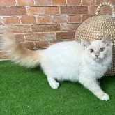 サイベリアン【愛知県・男の子・2025年3月3日・クリームリンクスポイント 】の写真6