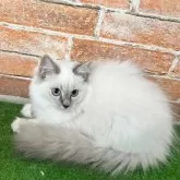 サイベリアン【愛知県・女の子・2025年6月1日・ブルーリンクスポイントミテッド 】の写真7