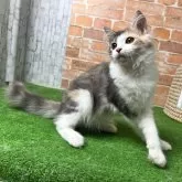 ノルウェージャンフォレストキャット【愛知県・女の子・2025年5月18日・ブルーパッチドタビー&ホワイト】の写真3