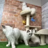 サイベリアン【愛知県・男の子・2025年6月1日・クリームリンクスポイント 】の写真8