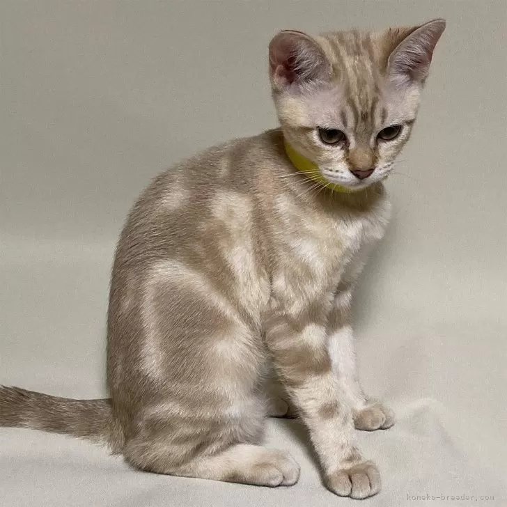 ID：2404-02010の子猫