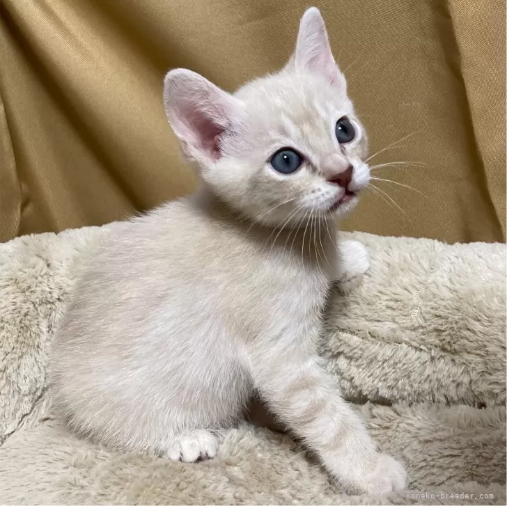 ユカリ 様のお迎えした子猫