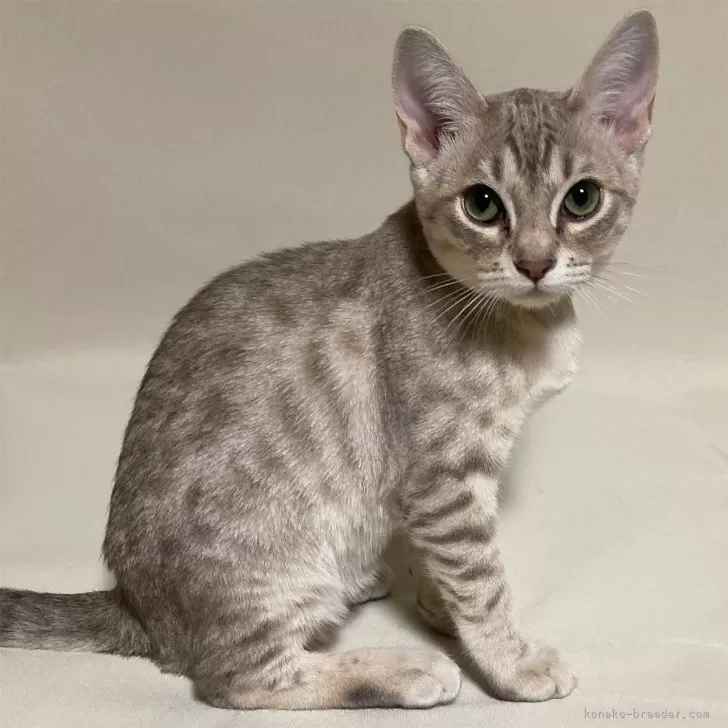 ID：2403-01629の子猫