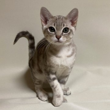 オーストラリアンミスト【和歌山県・女の子・2024年2月4日・ブルーマーブル(国内初)】の写真「ブルー/綺麗なアッシュグレーのように見えます！」