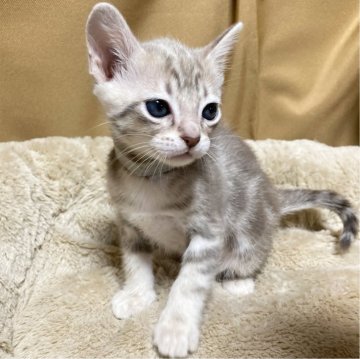 オーストラリアンミスト【和歌山県・女の子・2024年2月4日・ブルーマーブル柄】の写真「ブルーコートマーブル柄の子は日本初になります！」