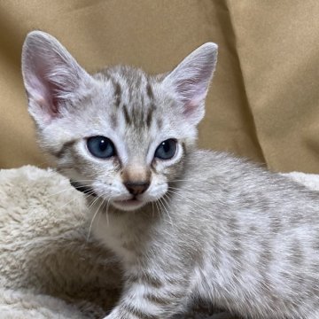 オーストラリアンミスト【和歌山県・男の子・2024年2月4日・ブラウンスポット】の写真「きれいなブラウンスポットコートの子です」