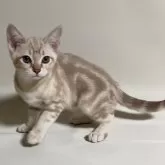 オーストラリアンミスト【和歌山県・女の子・2024年2月18日・ゴールド(シナモンセピア)】の写真1