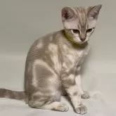 オーストラリアンミスト【和歌山県・女の子・2024年2月18日・ゴールド(シナモンセピア)】の写真1「イエローバンド」