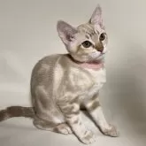 オーストラリアンミスト【和歌山県・女の子・2024年2月18日・ゴールド(シナモンセピア)】の写真2