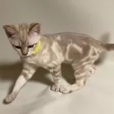 オーストラリアンミスト【和歌山県・女の子・2024年2月18日・ゴールド(シナモンセピア)】の写真2「イエローバンド」