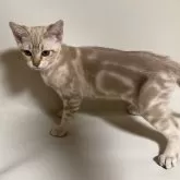 オーストラリアンミスト【和歌山県・女の子・2024年2月18日・ゴールド(シナモンセピア)】の写真3