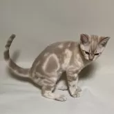 オーストラリアンミスト【和歌山県・女の子・2024年2月18日・ゴールド(シナモンセピア)】の写真4「イエローバンド」