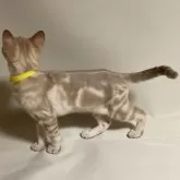 オーストラリアンミスト【和歌山県・女の子・2024年2月18日・ゴールド(シナモンセピア)】の写真5「イエローバンド」