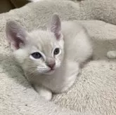 オーストラリアンミスト