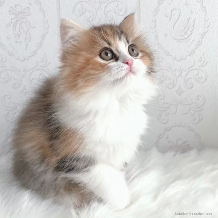 ID:2312-02117の子猫
