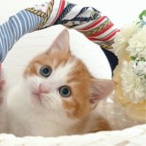スコティッシュストレート