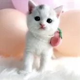スコティッシュストレート