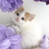 スコティッシュストレート