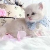 スコティッシュストレート【岡山県・男の子・2024年12月25日・クリームタビー】の写真2「綺麗な毛色✨」