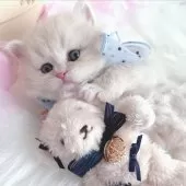 スコティッシュストレート【岡山県・男の子・2024年12月25日・クリームタビー】の写真7