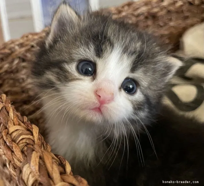 ID：2206-00364の子猫