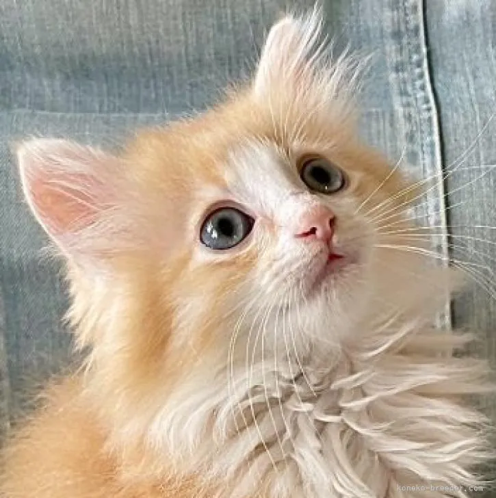 ID：2205-03209の子猫