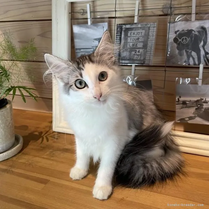 ID:2208-01732の子猫