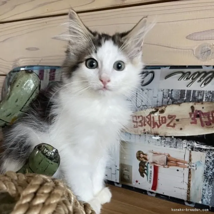 ID:2306-01829の子猫