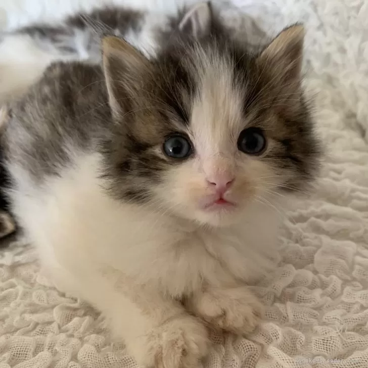 ID:2406-03128の子猫