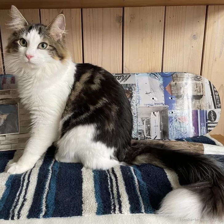 ID：2307-02844の子猫