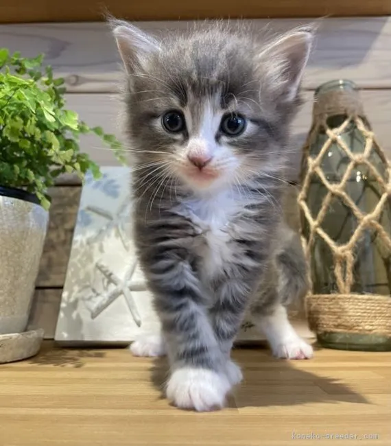 ID：2206-01231の子猫