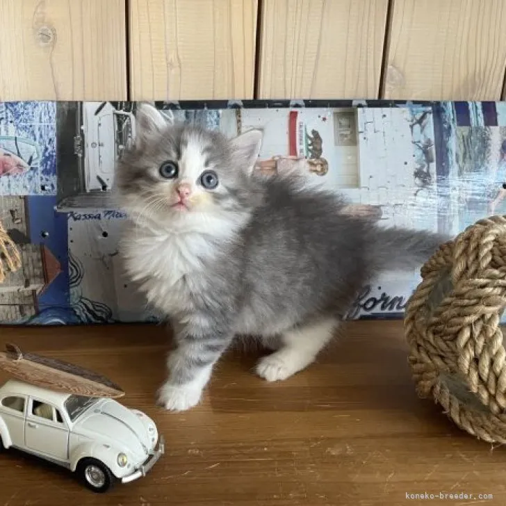 ID:2309-01845の子猫