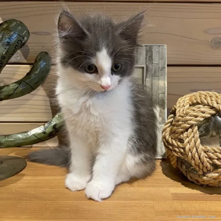 ID：2305-02451の子猫
