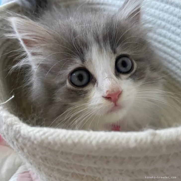 ID：2306-01498の子猫