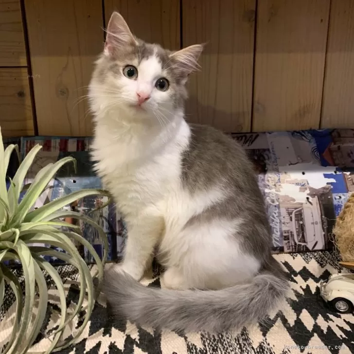 ID:2402-01594の子猫
