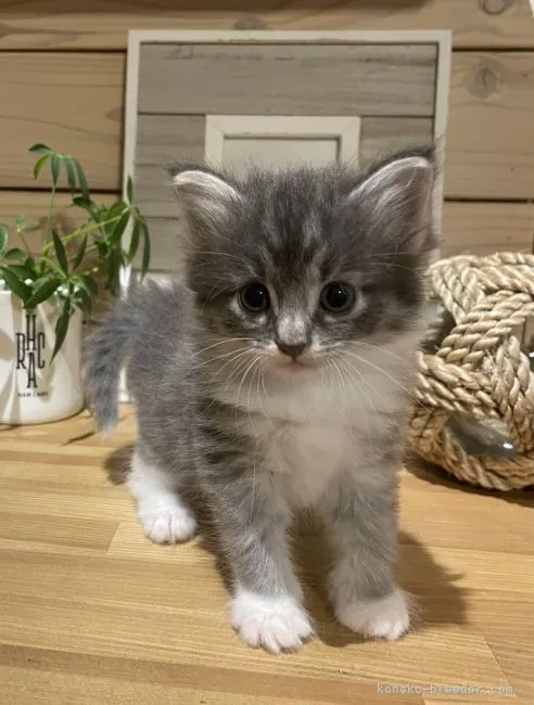 ID：2205-03205の子猫