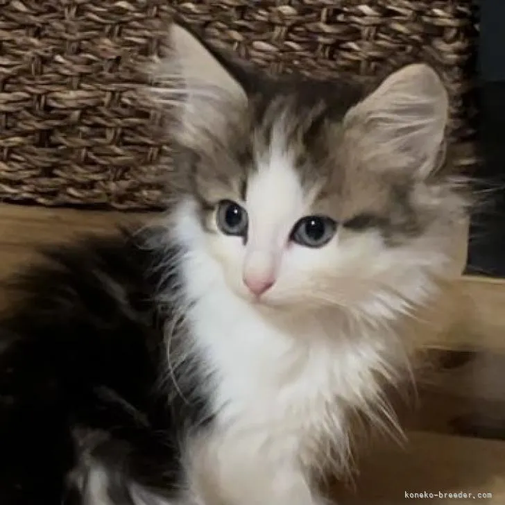 ID：2209-02370の子猫