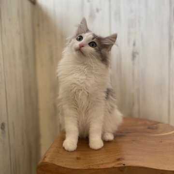ノルウェージャンフォレストキャット【千葉県・男の子・2023年12月9日・シルバーマッカレルタビー&ホワイト】の写真「めちゃくちゃ可愛い男の子😍」