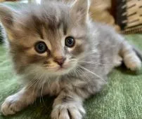 ノルウェージャンフォレストキャット【千葉県・男の子・2021年10月16日・ブルークラッシックタビー】の写真1「ブルーの元気な男の子♡♡」