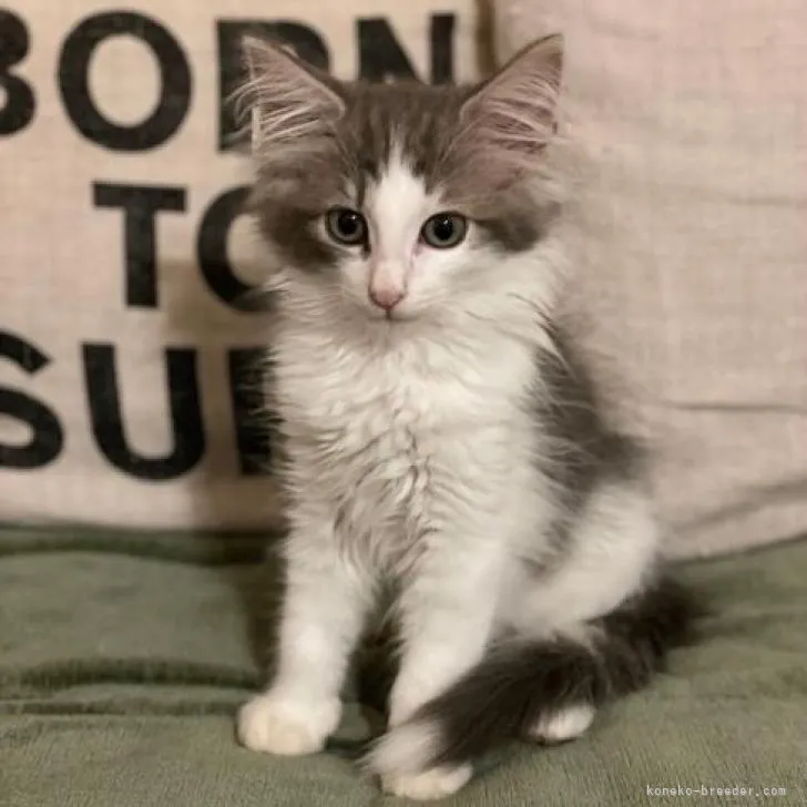 ID：2210-01847の子猫