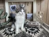 ノルウェージャンフォレストキャット【千葉県・男の子・2024年6月15日・ブルーシルバータビー&ホワイト】の写真2