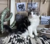 ノルウェージャンフォレストキャット【千葉県・男の子・2024年6月15日・ブルーシルバータビー&ホワイト】の写真3