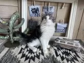 ノルウェージャンフォレストキャット【千葉県・男の子・2024年6月15日・ブルーシルバータビー&ホワイト】の写真4