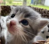 ノルウェージャンフォレストキャット【千葉県・男の子・2022年5月7日・ブルークラッシックタビー&ホワイト】の写真5