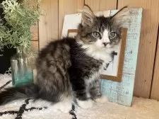 ノルウェージャンフォレストキャット【千葉県・女の子・2025年9月14日・ブラウンパッチドタビー&ホワイト】の写真11