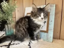 ノルウェージャンフォレストキャット【千葉県・女の子・2025年9月14日・ブラウンパッチドタビー&ホワイト】の写真12