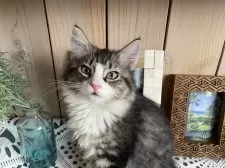 ノルウェージャンフォレストキャット【千葉県・男の子・2025年9月14日・ブラウンマッカレルタビー&ホワイト】の写真12